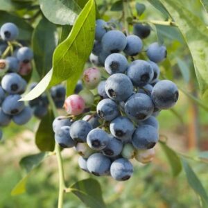 Голубика "Блю Голд" (Bluegold)(средний)