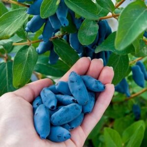 Жимолость «Индиго Джем» (Indigo Gem)