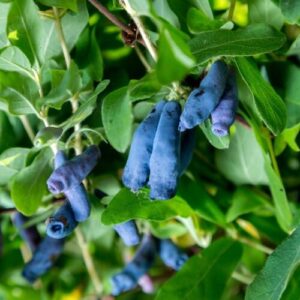 Жимолость «Голубой Банан» (Blue Banana)